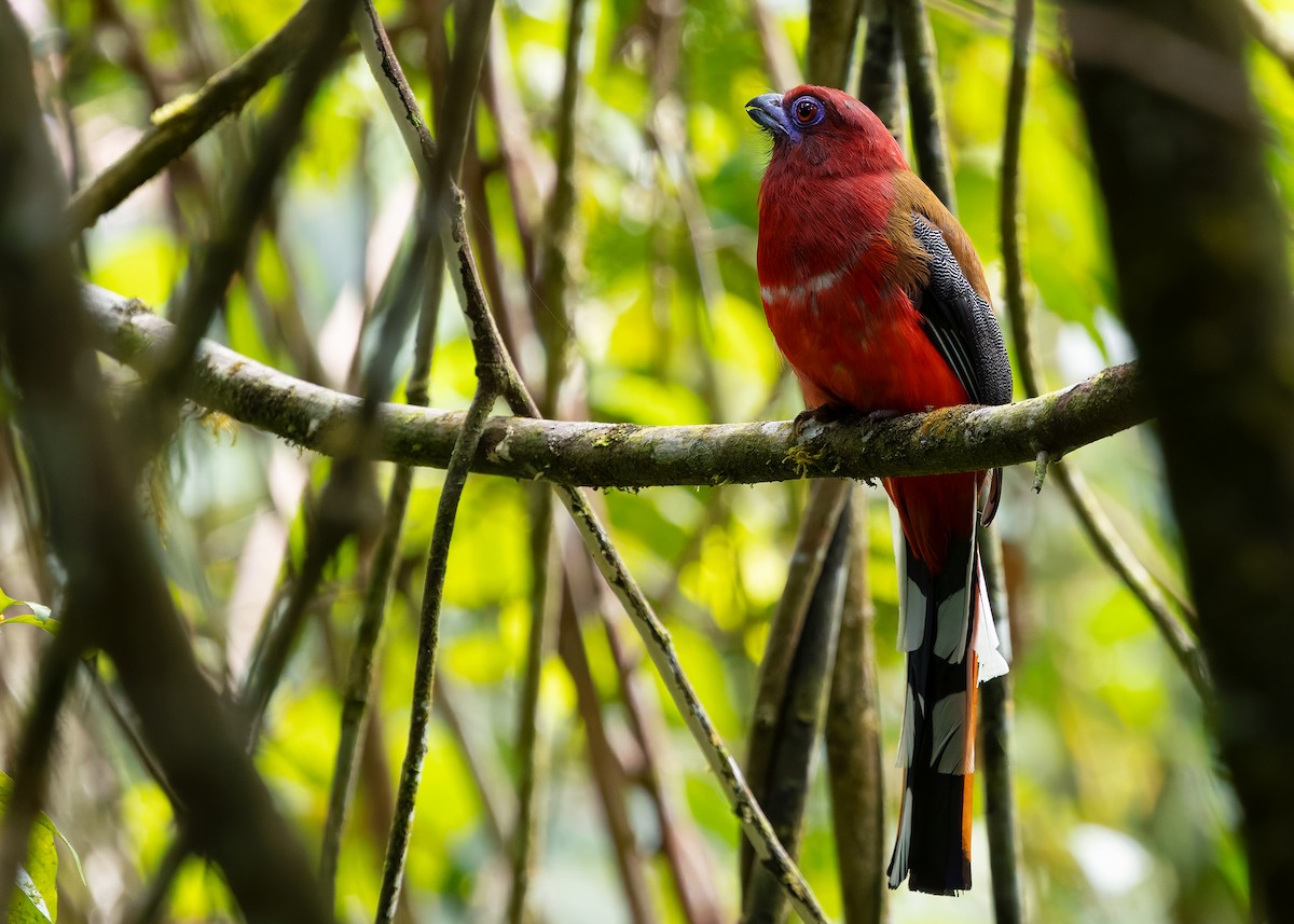 Red-headed Trogon - ML642596199