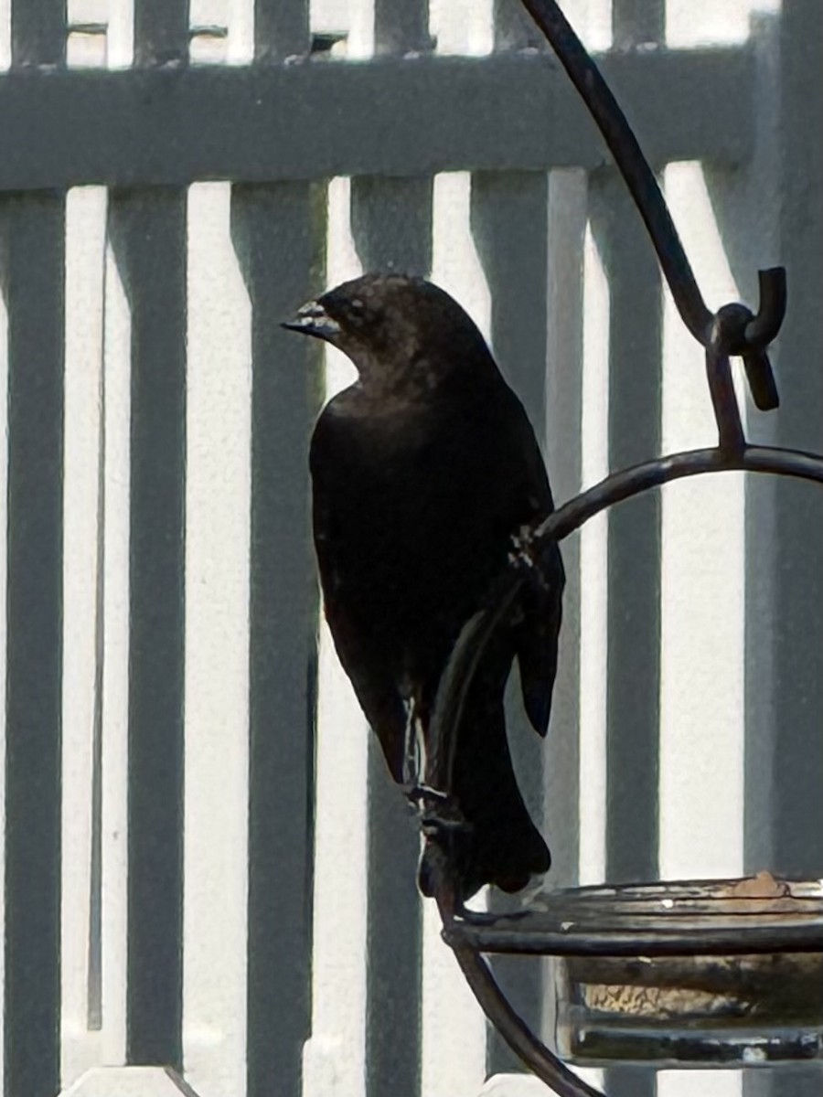 Brown-headed Cowbird - ML642596202