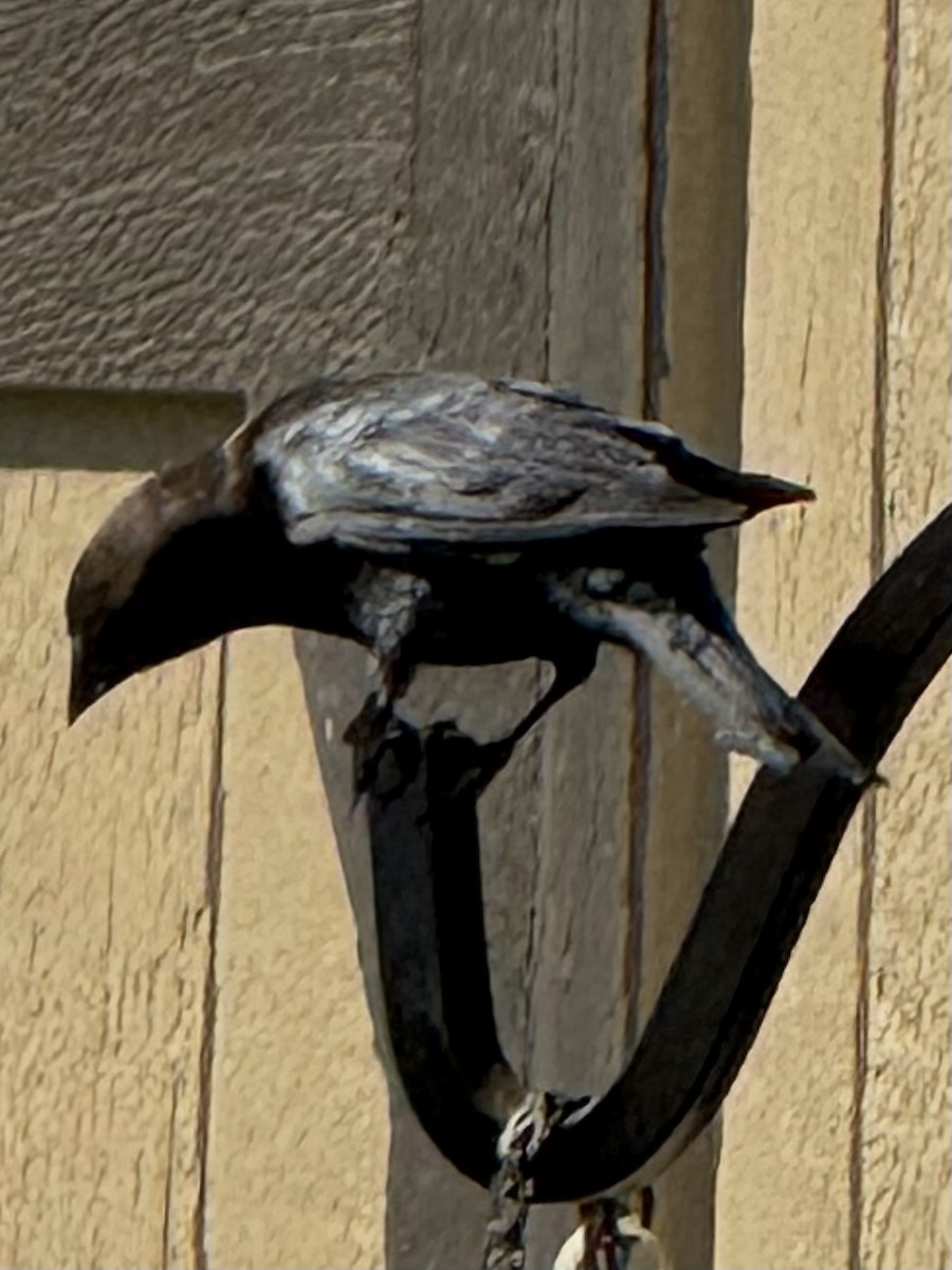 Brown-headed Cowbird - ML642596203