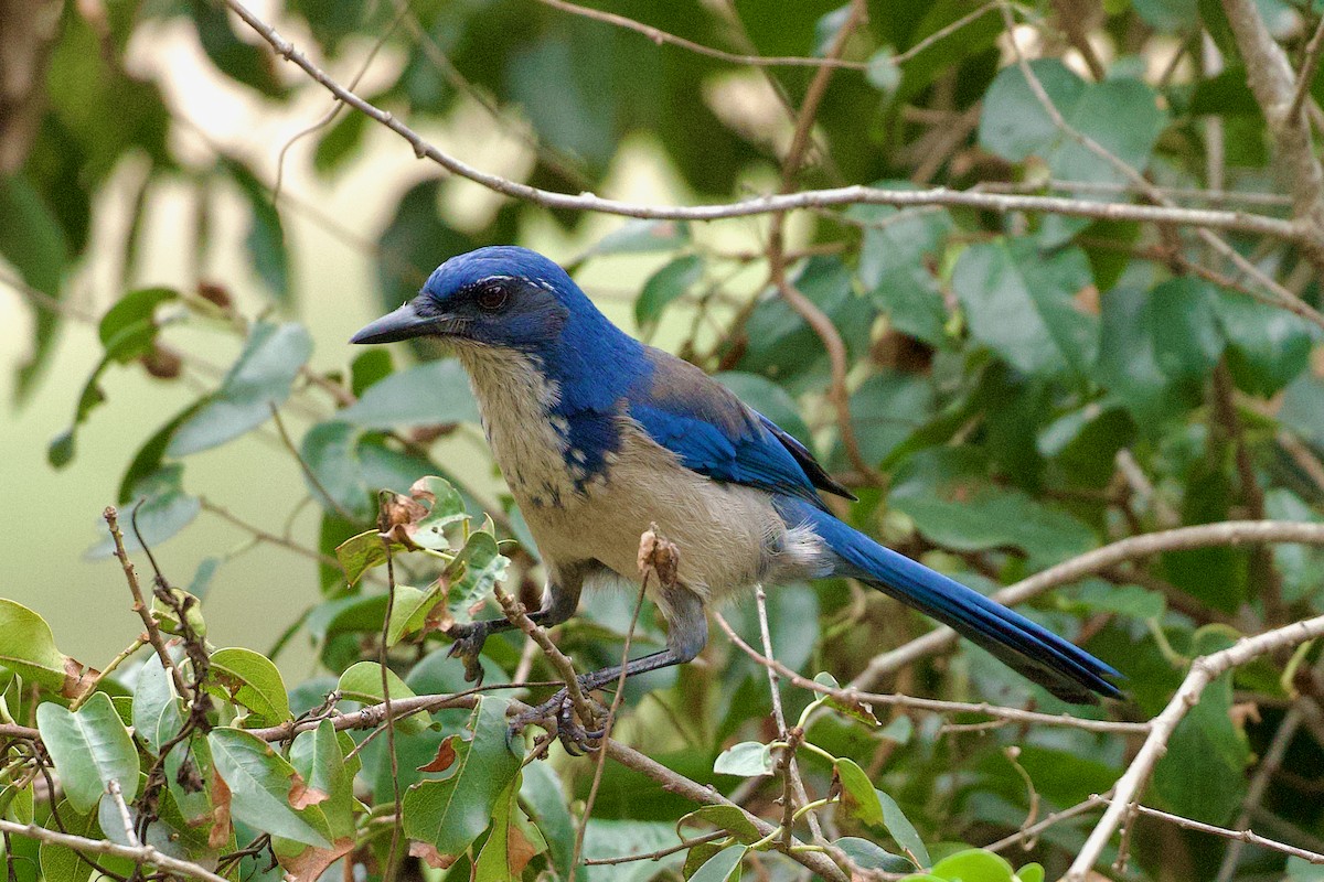 Island Scrub-Jay - ML642596244