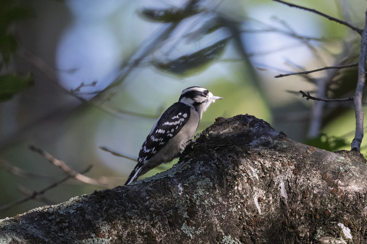 Downy Woodpecker - ML642596247