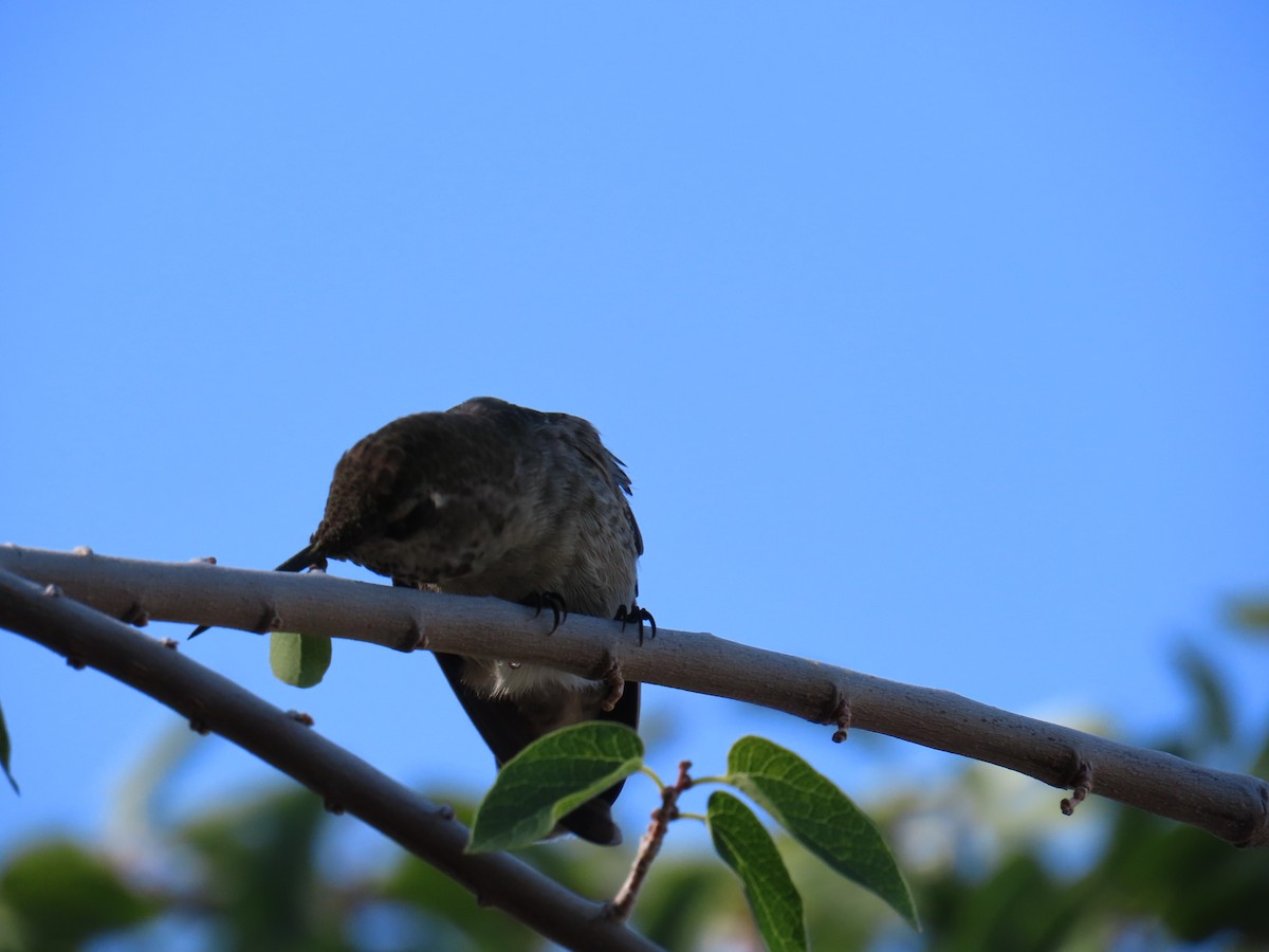 Anna's Hummingbird - ML642596257