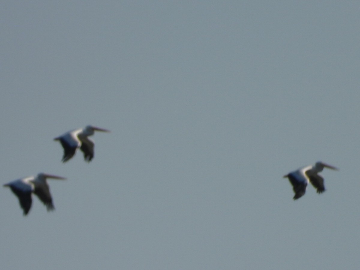 American White Pelican - ML642596260