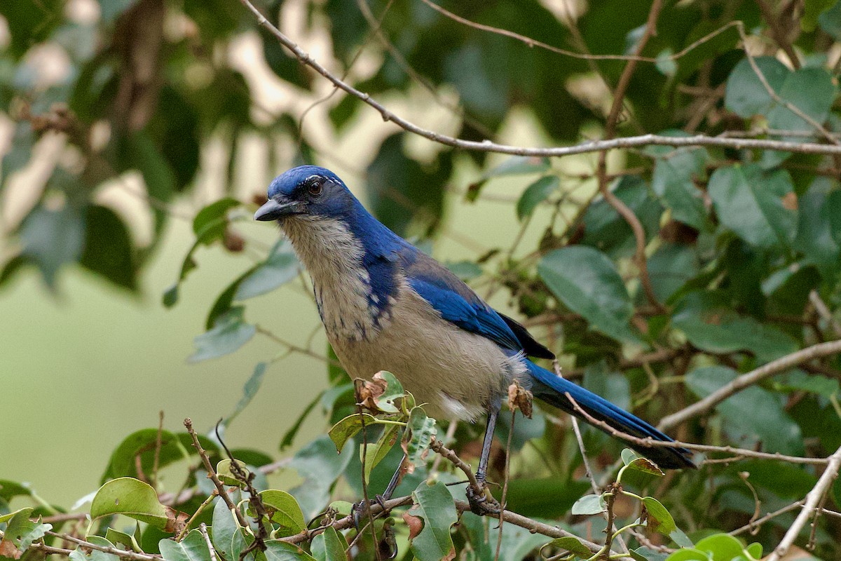 Island Scrub-Jay - ML642596262