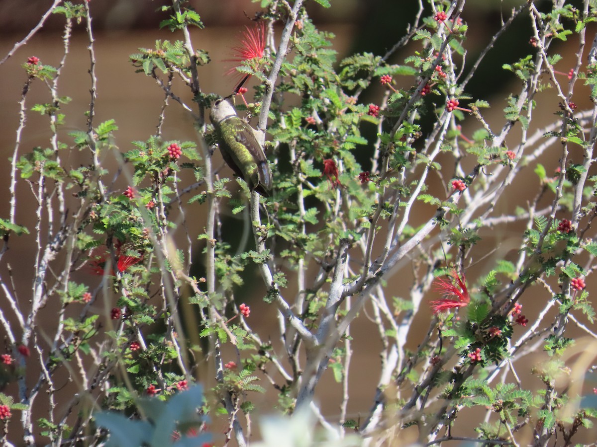 Costa's Hummingbird - ML642596266