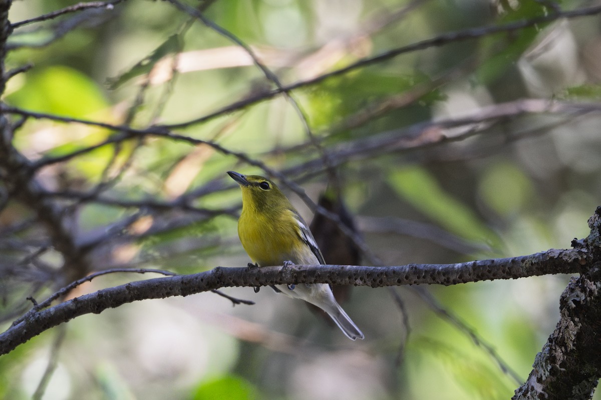 Yellow-throated Vireo - ML642596267