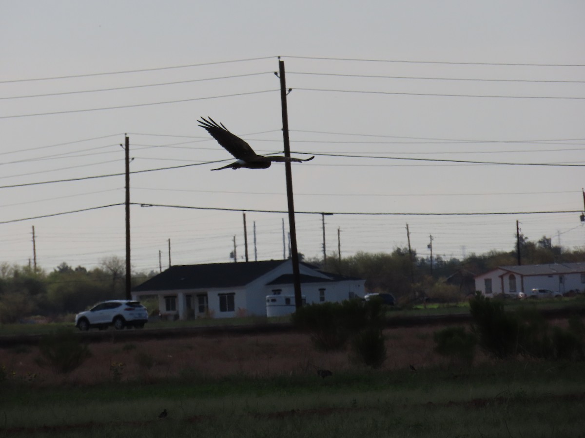 Northern Harrier - ML642596275