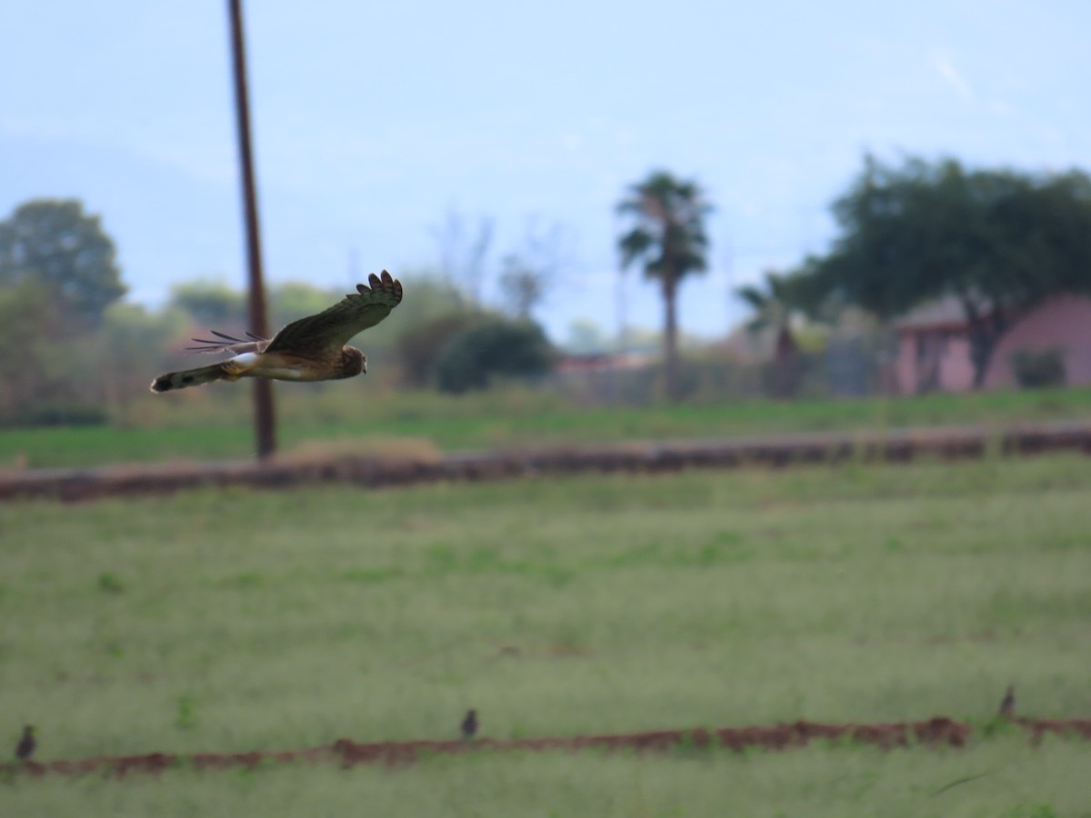 Northern Harrier - ML642596276