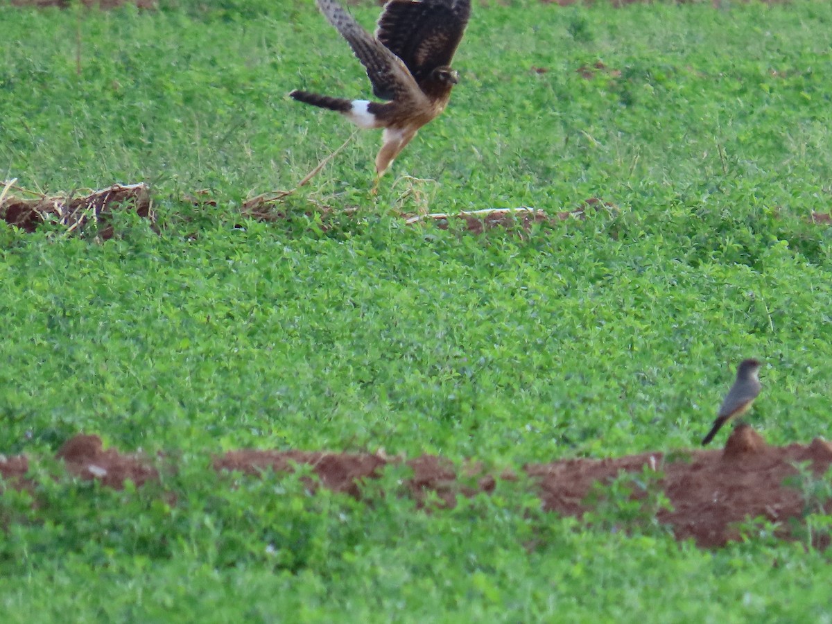 Northern Harrier - ML642596277