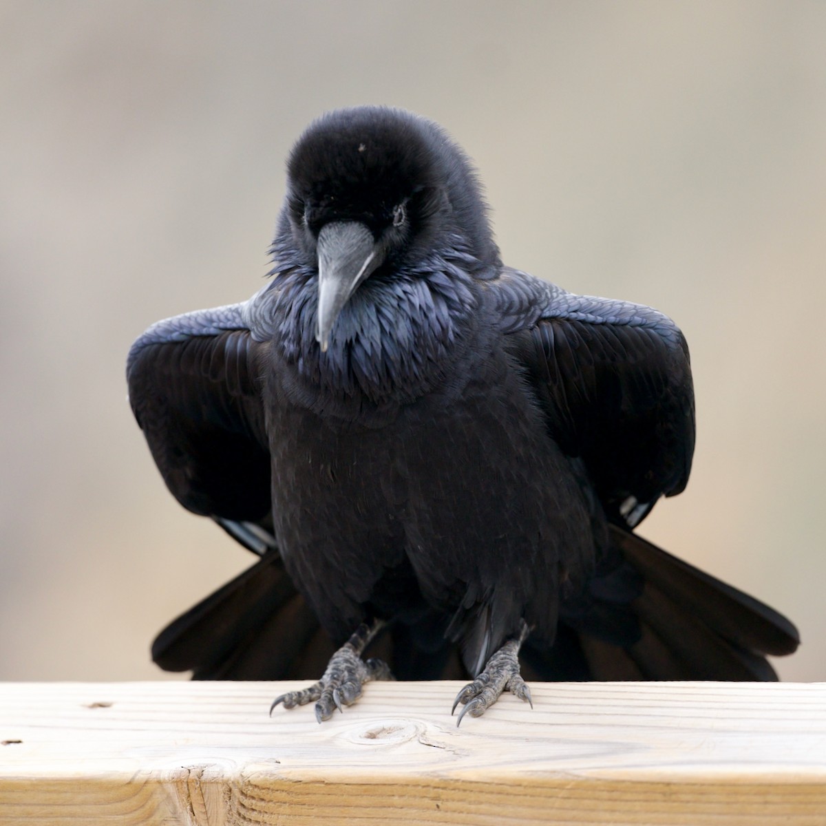 Corvo imperiale - ML642596278