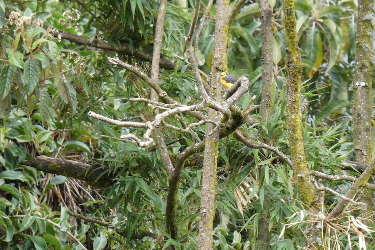 Golden-fronted Redstart - ML642596280