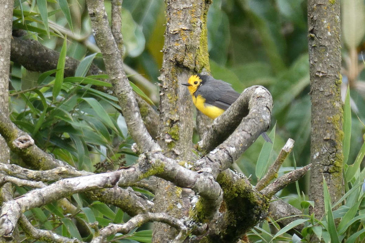 Golden-fronted Redstart - ML642596282