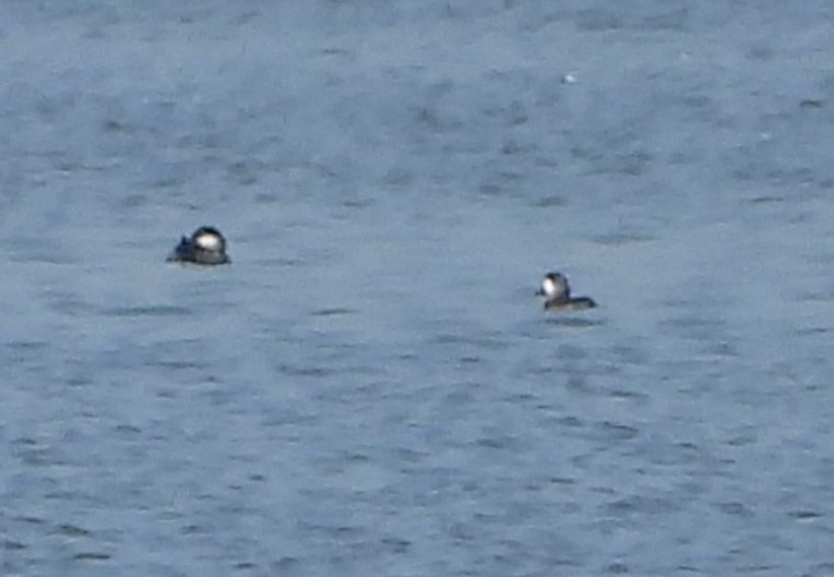 Ruddy Duck - ML642596284