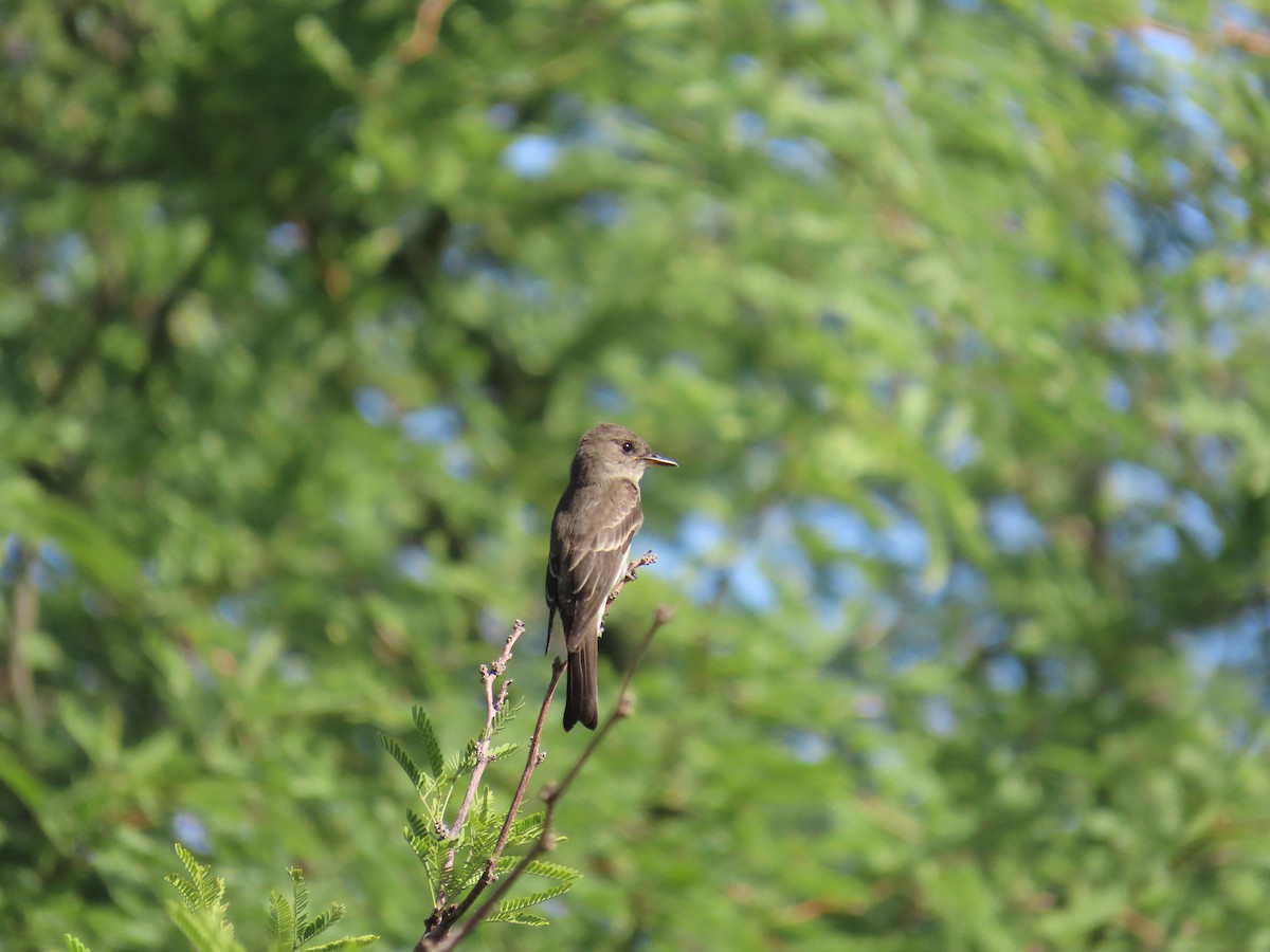 Western Wood-Pewee - ML642596287
