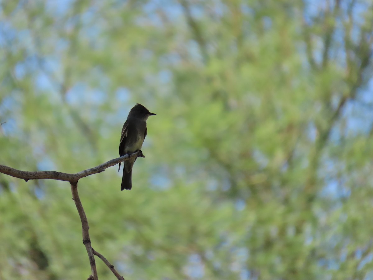 Western Wood-Pewee - ML642596288