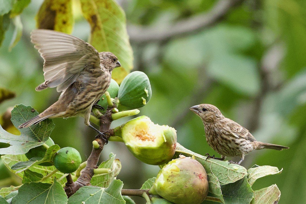 House Finch - ML642596289