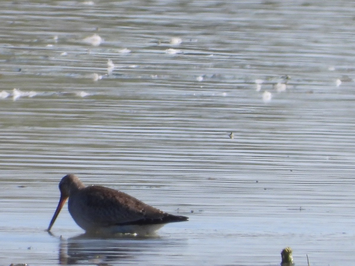Hudsonian Godwit - ML642596296