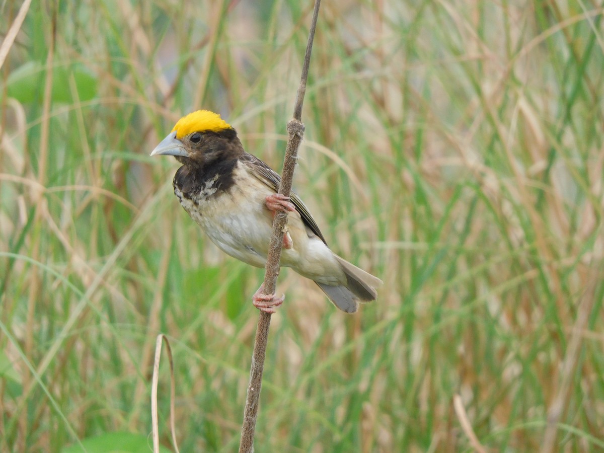 Black-breasted Weaver - ML642596297