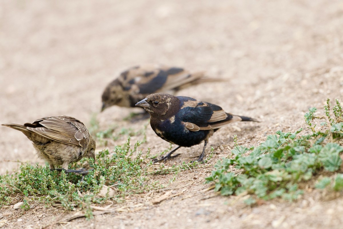 Brown-headed Cowbird - ML642596302