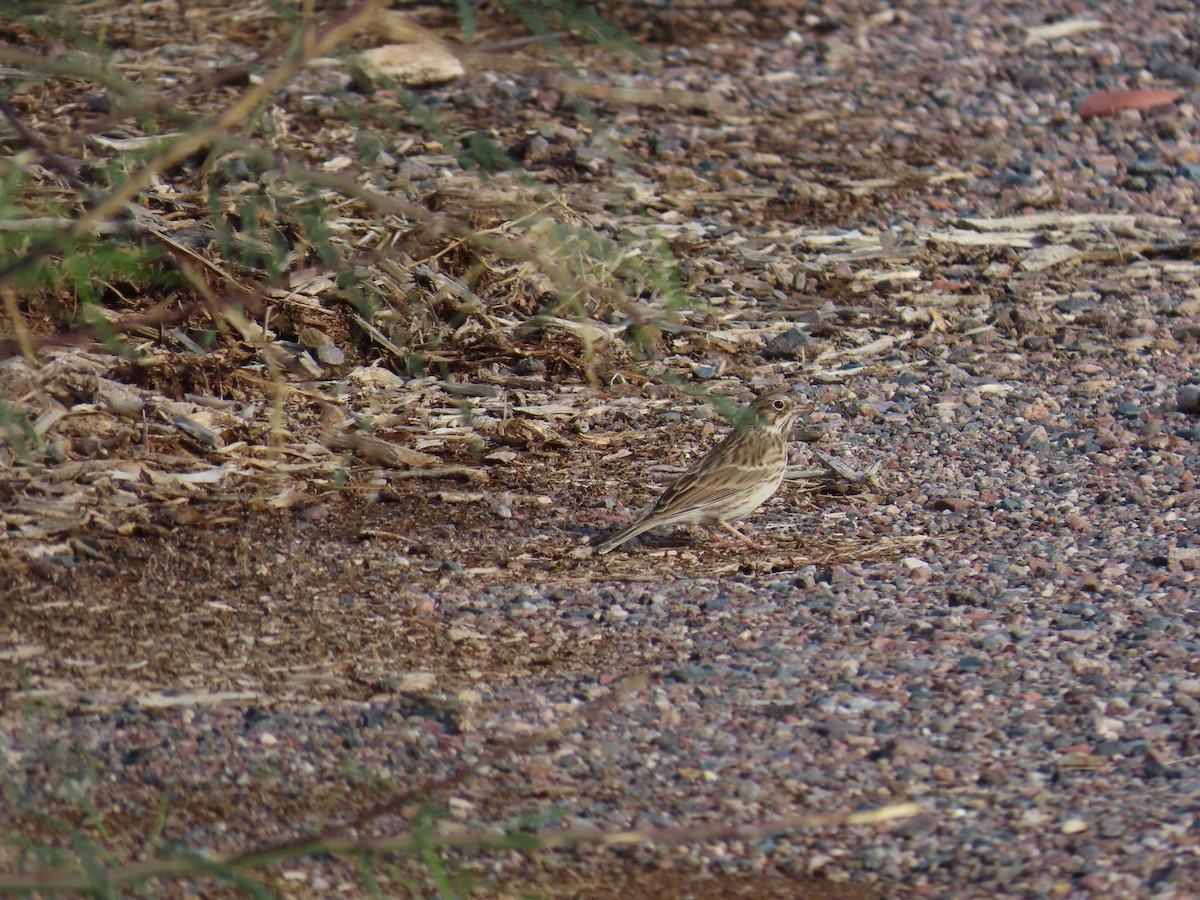 Vesper Sparrow - ML642596303