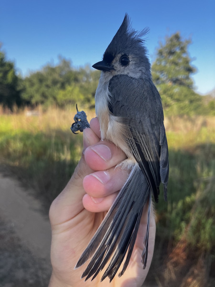Tufted Titmouse - ML642596314
