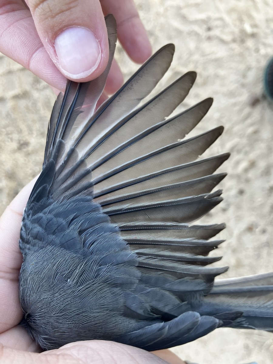 Tufted Titmouse - ML642596315