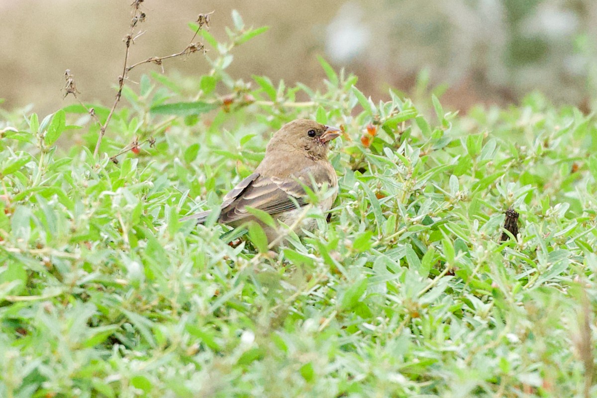 Lazuli Bunting - ML642596317