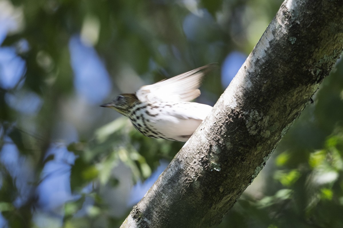 Wood Thrush - ML642596330
