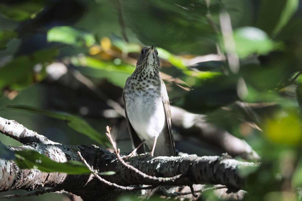 Gray-cheeked Thrush - ML642596332
