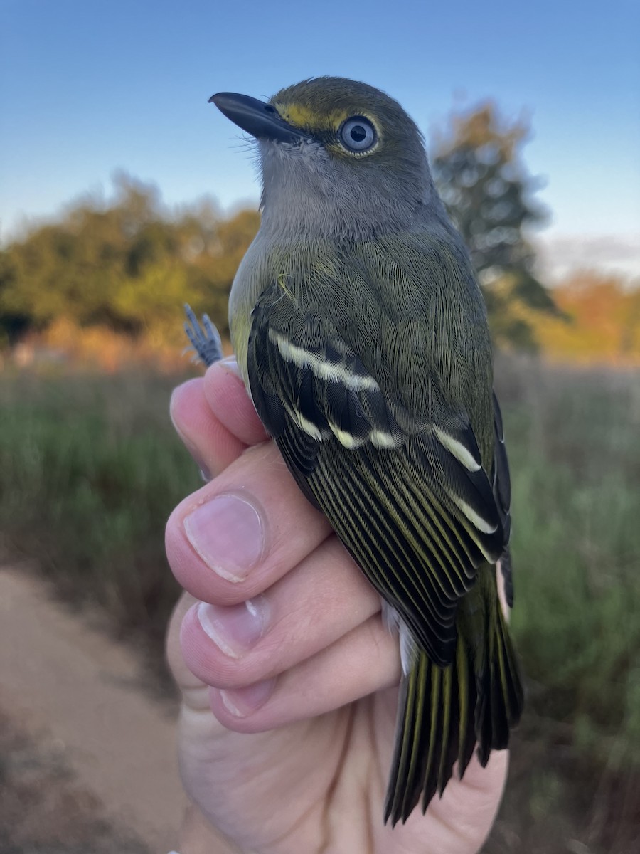 White-eyed Vireo - ML642596336