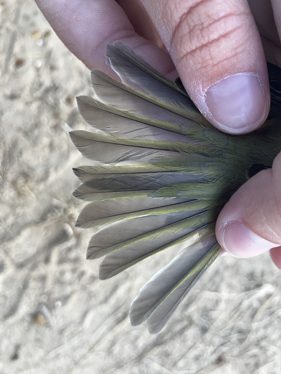 White-eyed Vireo - ML642596339
