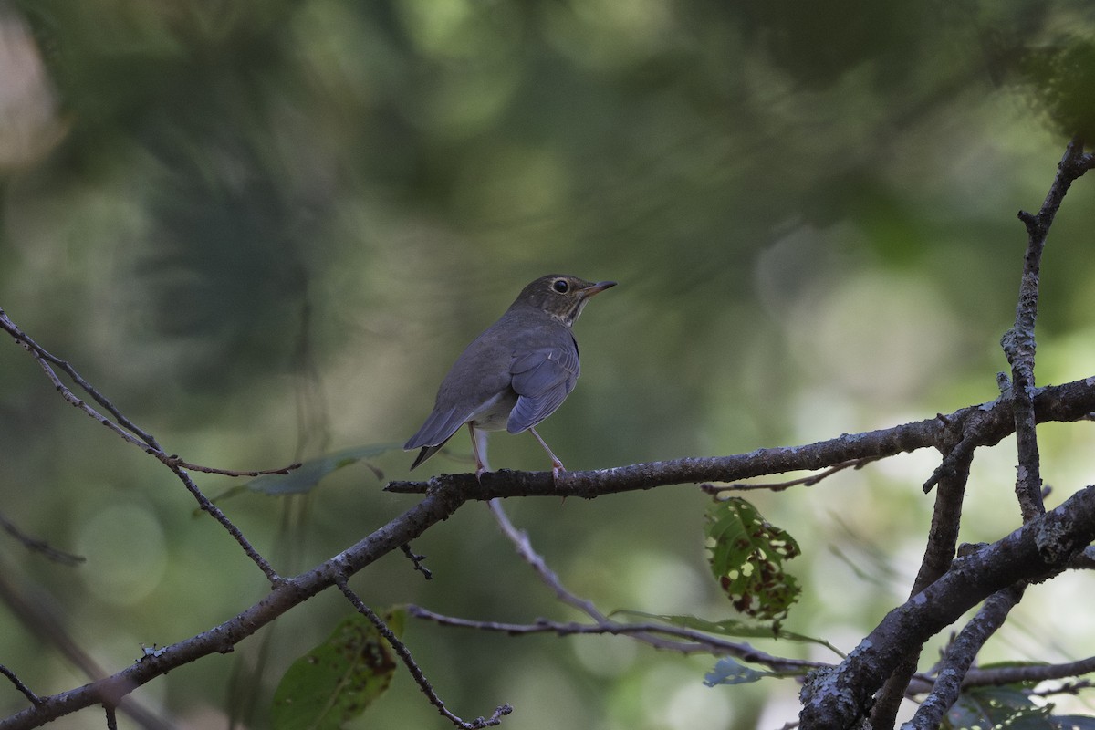 Swainson's Thrush - ML642596340