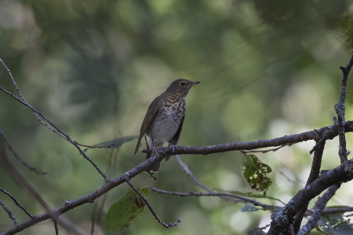 Swainson's Thrush - ML642596341