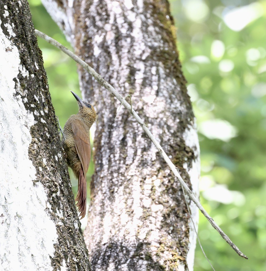 Northern Barred-Woodcreeper - ML642596347