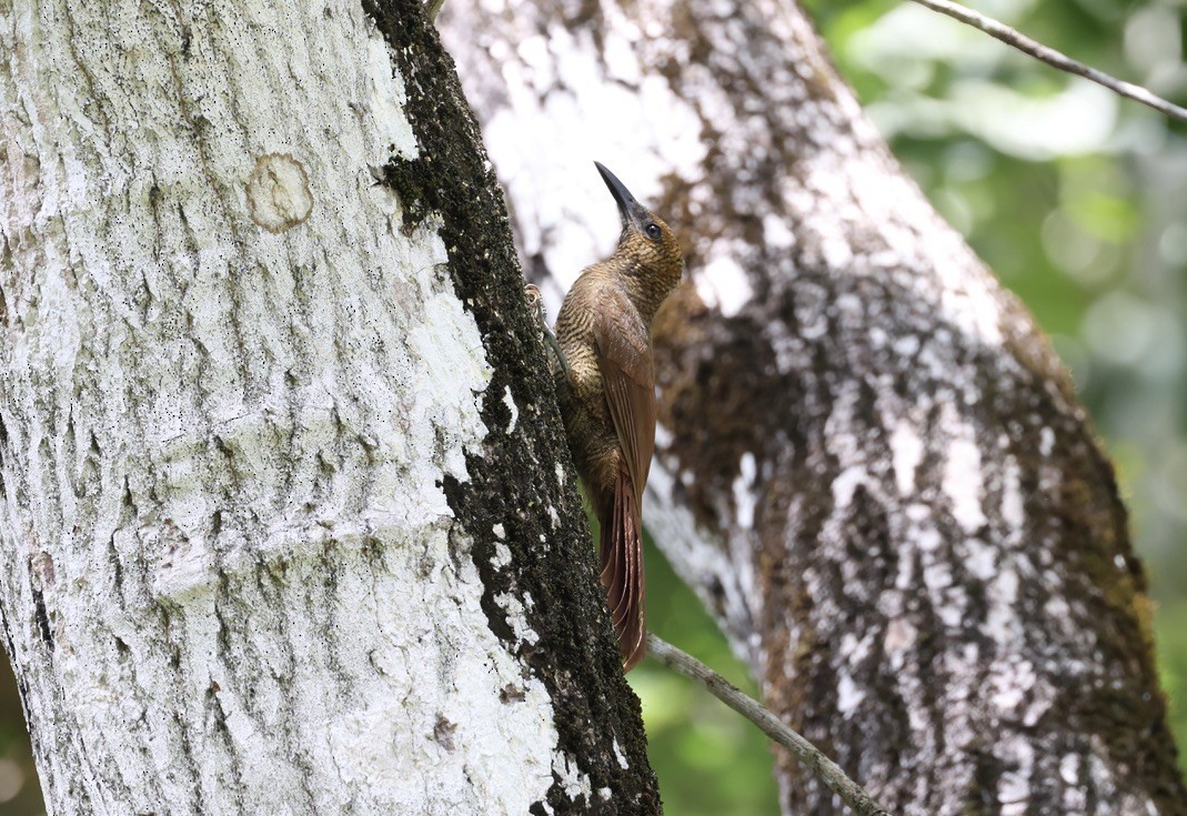 Northern Barred-Woodcreeper - ML642596348