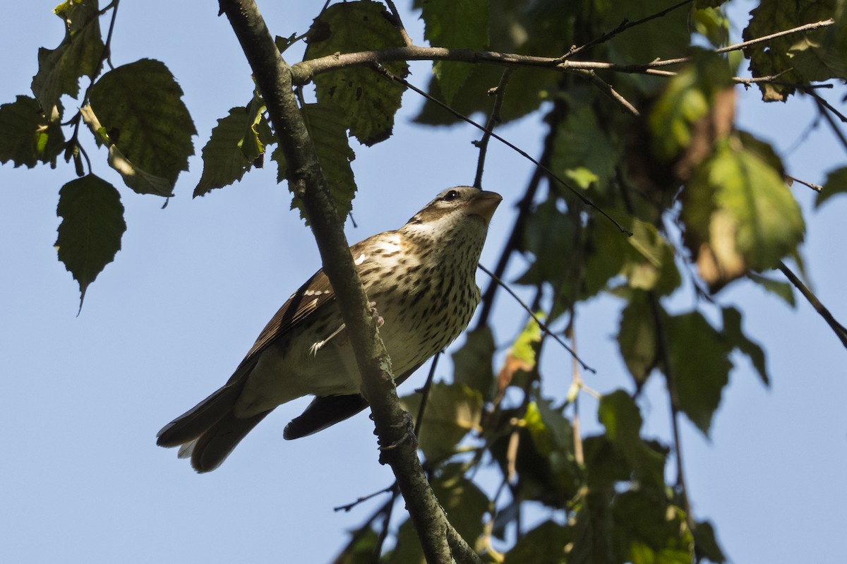 Rose-breasted Grosbeak - ML642596350