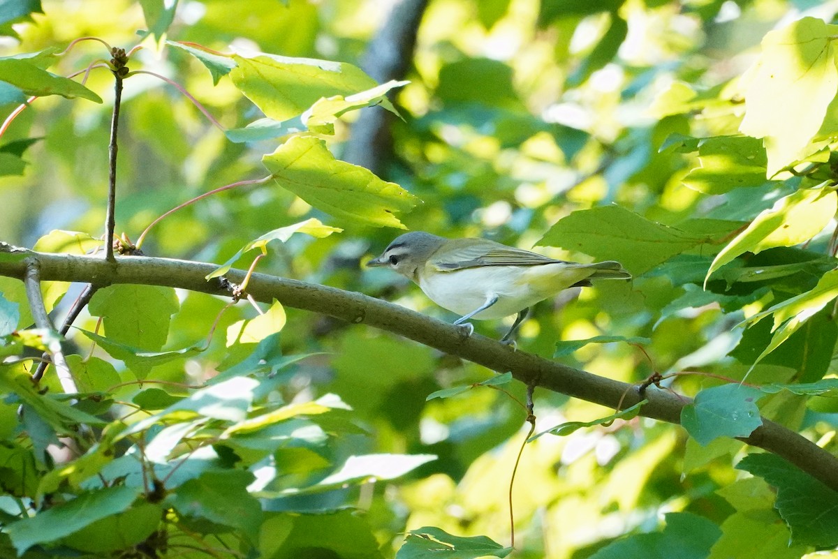 Red-eyed Vireo - ML642596380