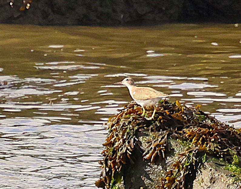 Spotted Sandpiper - ML642596381