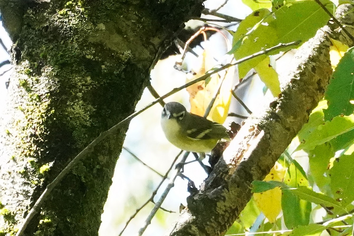 Blue-headed Vireo - ML642596394