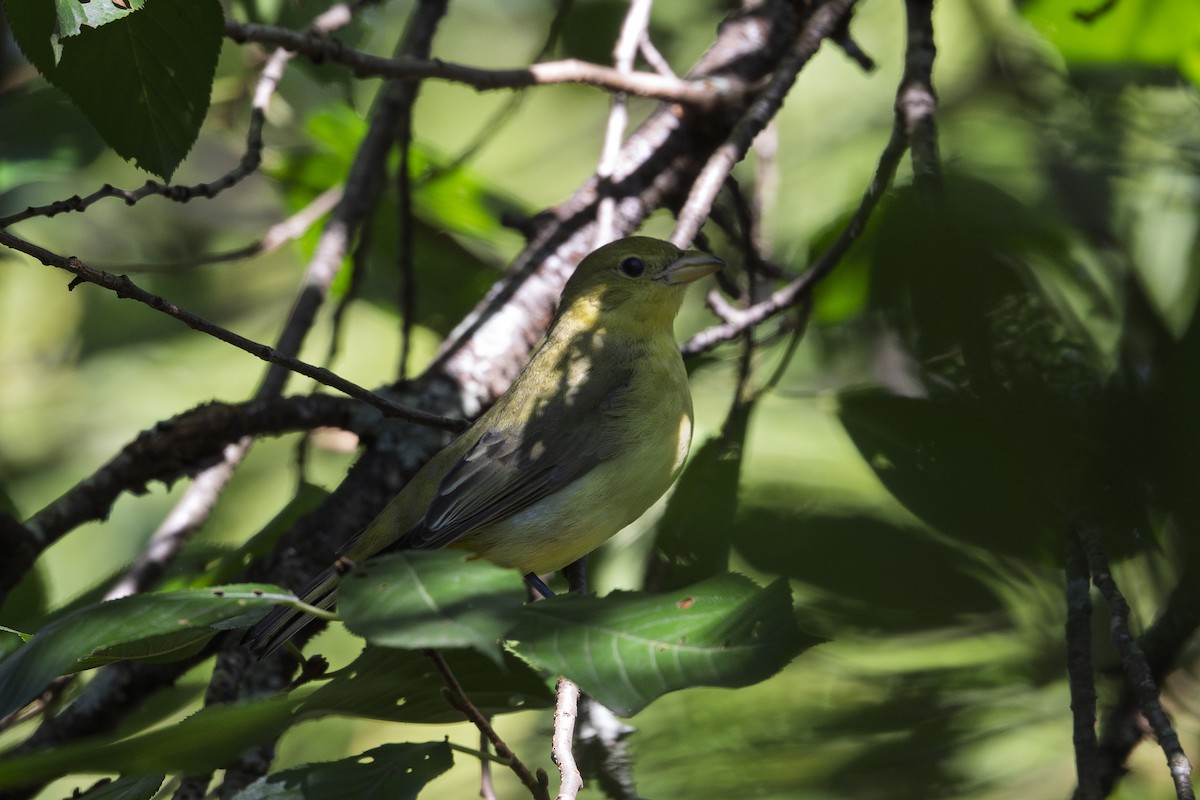 Scarlet Tanager - ML642596397