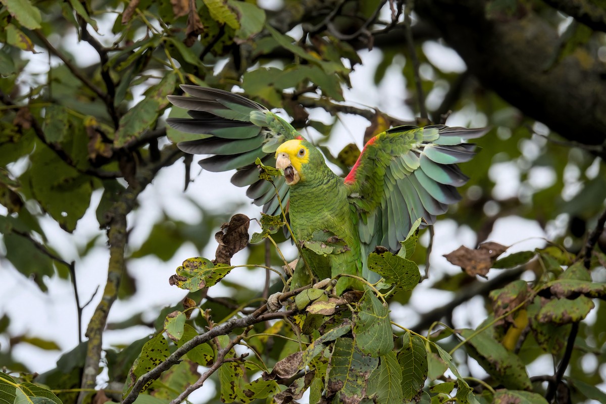 Yellow-headed Amazon - ML642596399