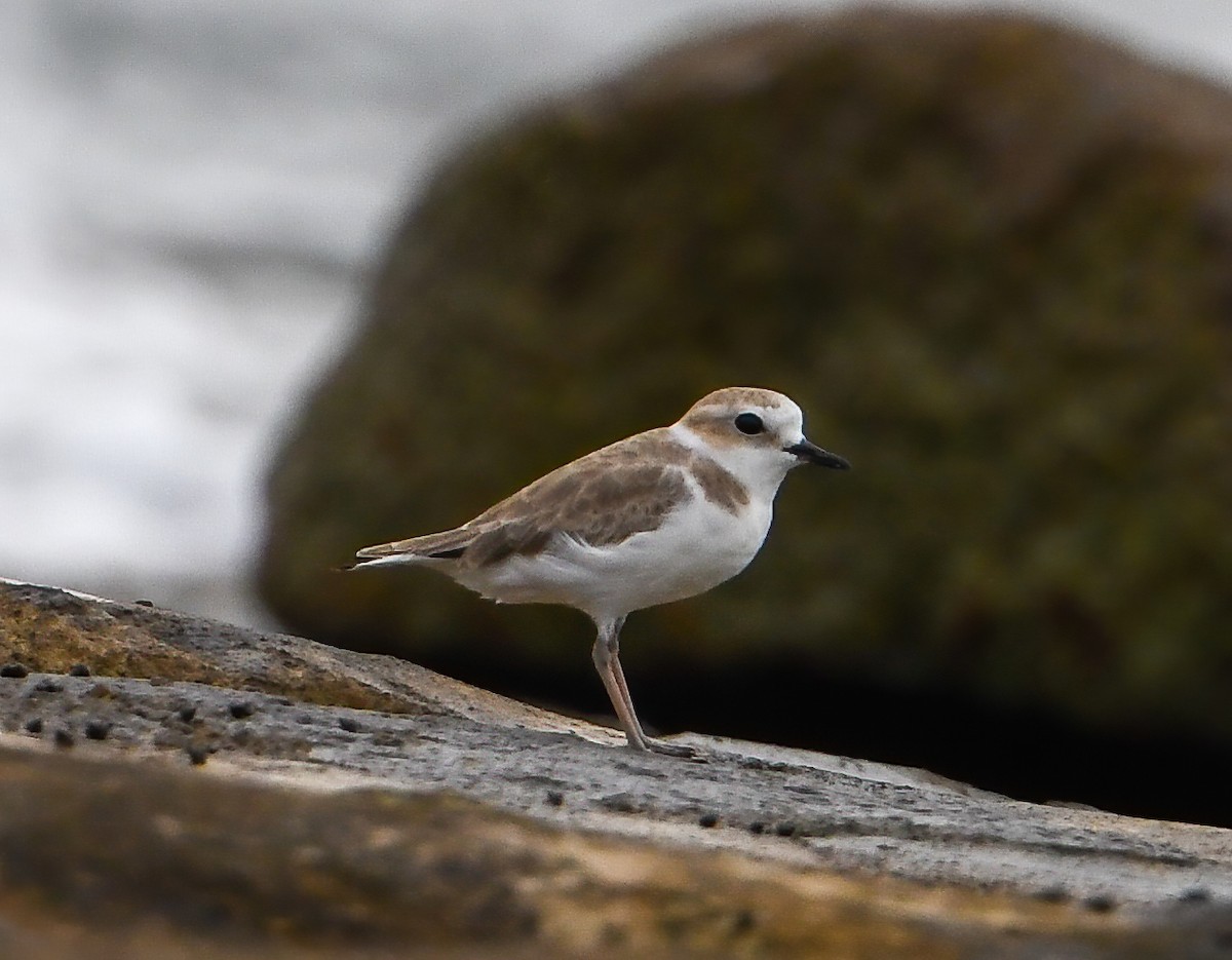 White-faced Plover - ML642596414