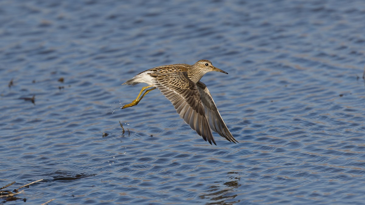 Pectoral Sandpiper - ML642596415