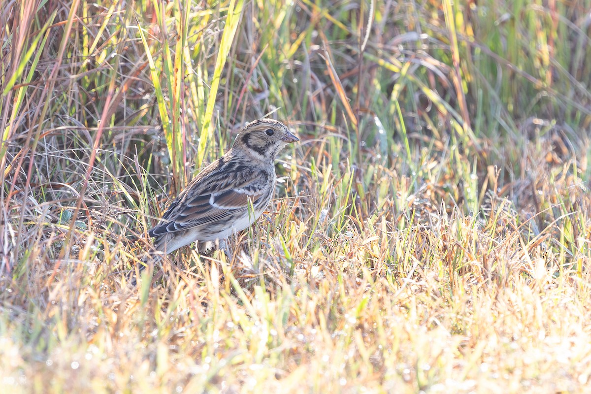 Lapland Longspur - ML642596420