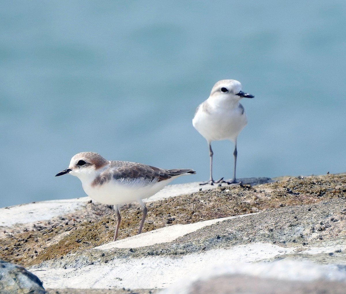 White-faced Plover - ML642596426