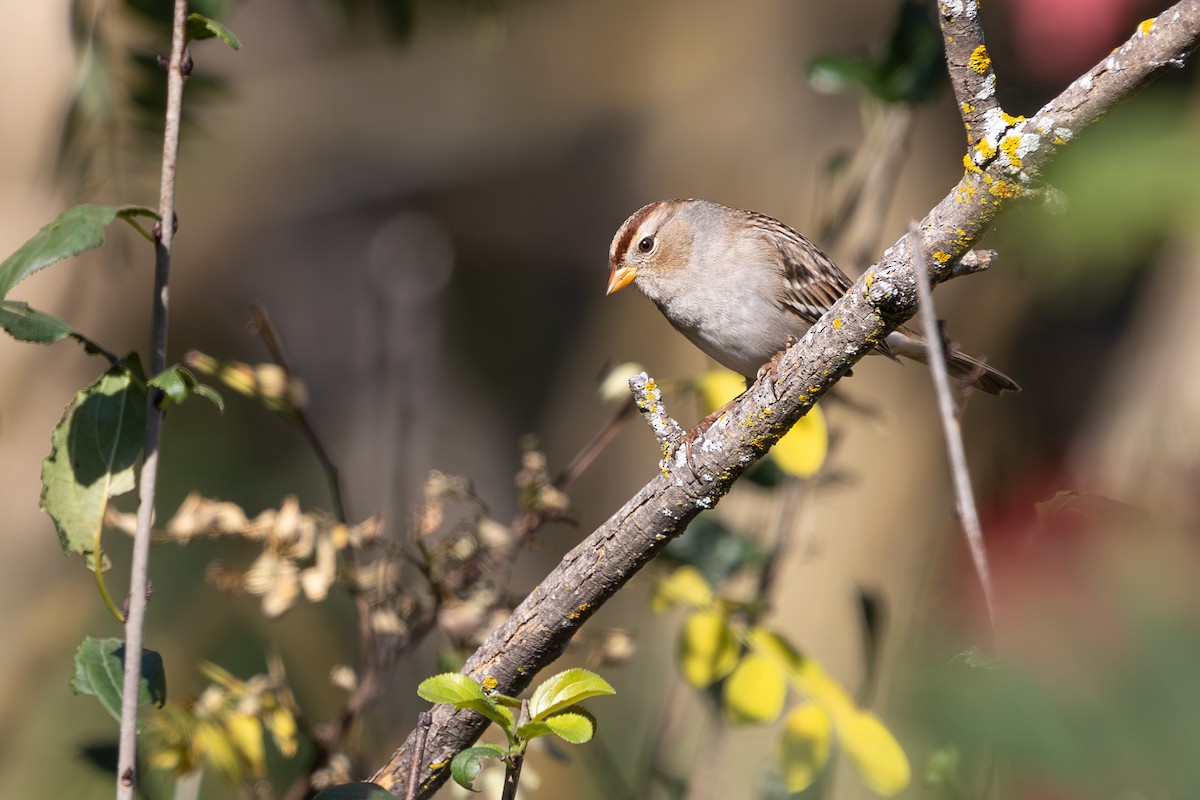 White-crowned Sparrow - ML642596430