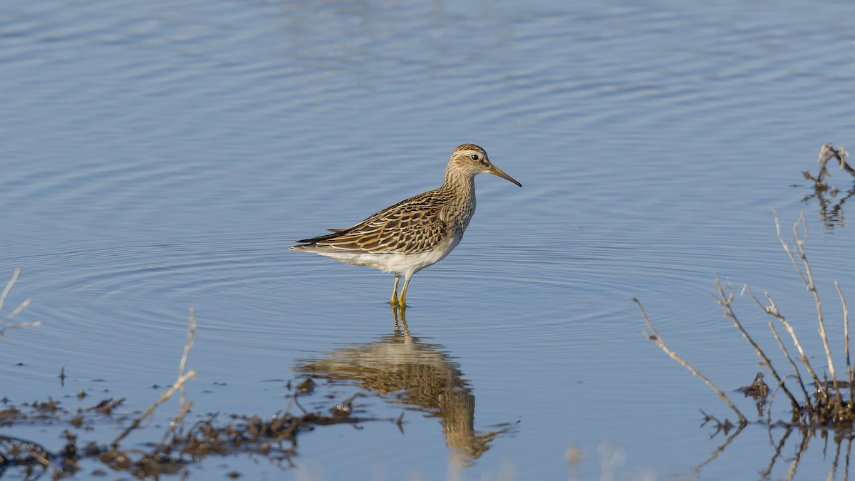 Pectoral Sandpiper - ML642596439