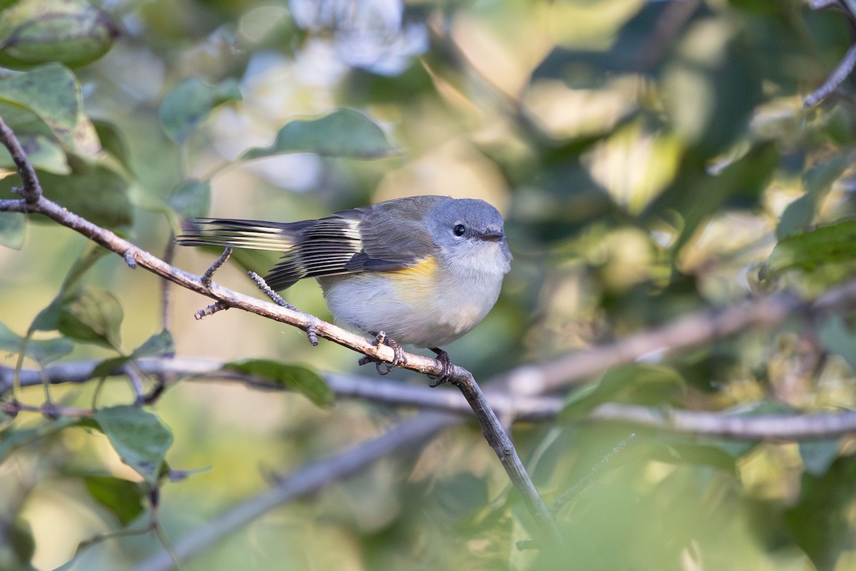 American Redstart - ML642596442