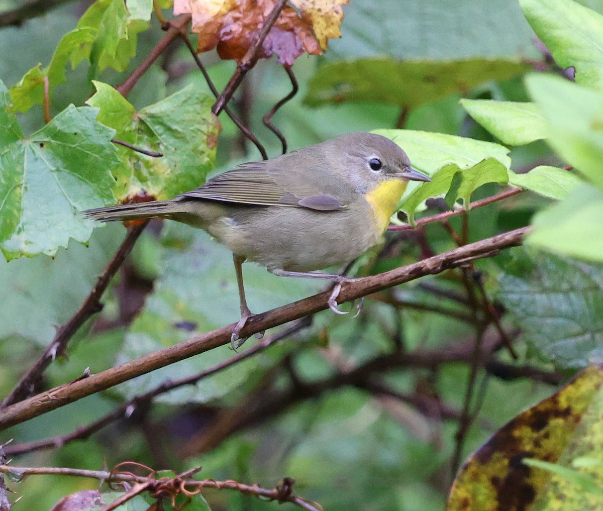 Common Yellowthroat - ML642596445