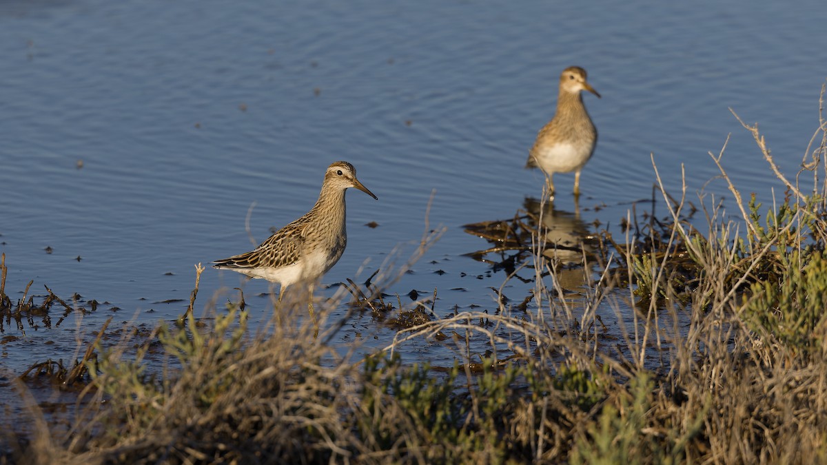 Pectoral Sandpiper - ML642596446